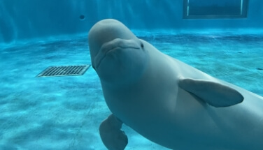 Shimane AQUAS Aquarium