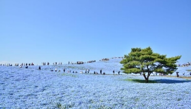 Hitachi Seaside Park