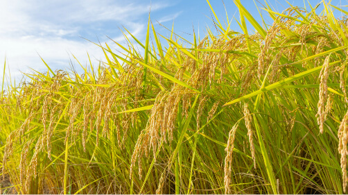 新潟産のコシヒカリ