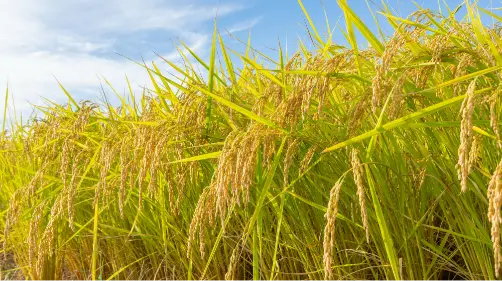 新潟県産のコシヒカリ